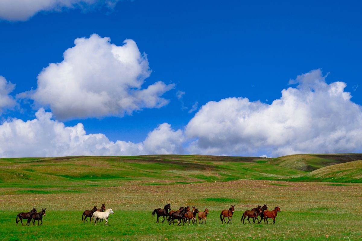 10 Best Photo Locations In Pakistan 25 Photo Locations In Pakistan: Deosai National Park