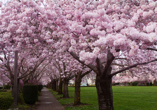 MOST IMPORTANT QUESTION ABOUT CHERRY BLOSSOM 5 Frequently Asked Question About Cherry Blossom Tours In Pakistan