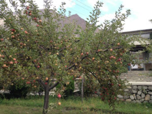 Diran Guest House 15 Diran Guest House Apple Tree awesome