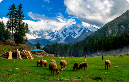 5 day Fairy meadows tour packages by Pakistan tour and travel - best trekking tour at the affordable rates 5 day Fairy meadows tour packages by Pakistan tour and travel - best trekking tour at the affordable rates