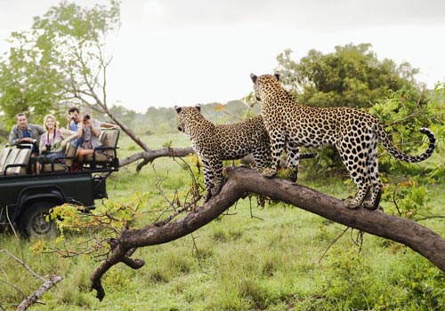 Exploring South Africa: Make Your Travel Journal More Interesting 14 Exploring South Africa: Make Your Travel Journal More Interesting