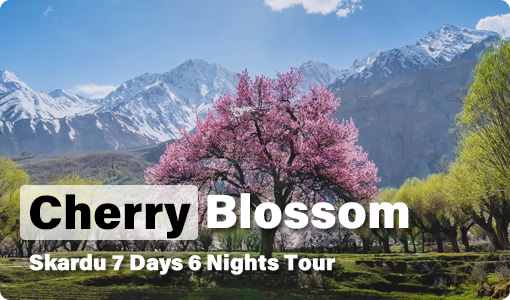 Cherry blossom hunza trip cost from Islamabad , lahore & Karachi - Hunza valley tour by Pakistan tour and travel Cherry blossom hunza Tour- trip cost from Islamabad , lahore & Karachi - Hunza valley tour by Pakistan tour and travel