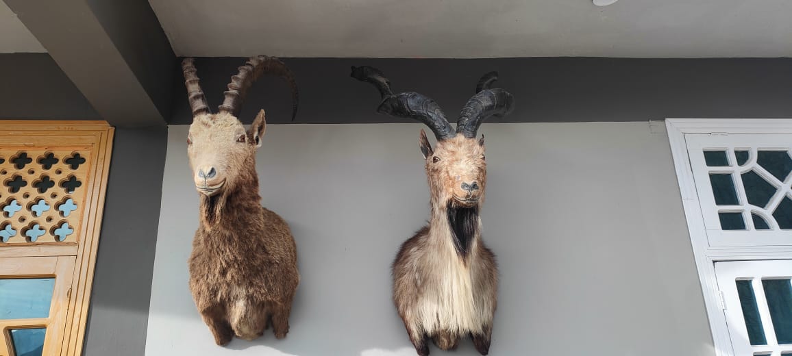 Tale About Ibex Trophy Hunting in Hunza Pakistan 3 Ibex & markhoor trophies after taxidermy 2023
