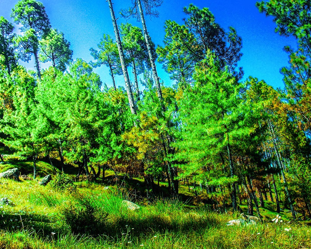 Top 10 Places You Must Visit in Murree 7 Upper-Topa-and-Lower-Topa