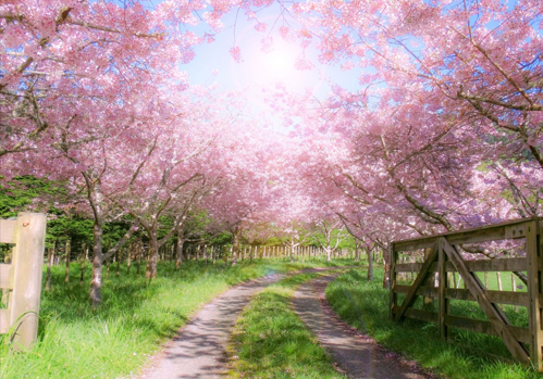 MOST IMPORTANT QUESTION ABOUT CHERRY BLOSSOM 4 Frequently Asked Question About Cherry Blossom Tours In Pakistan