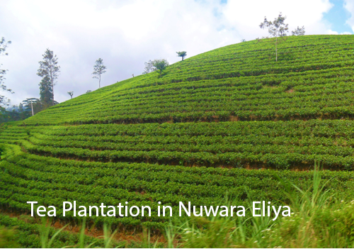 Top Places To Visit Sri Lanka 7 10 Must Visit Places In Sri Lanka