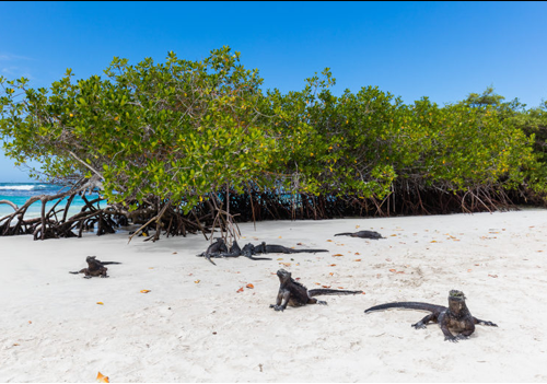 Complete Travel Guide To The Galapagos Islands 7 Complete Travel Guide To The Galapagos Islands