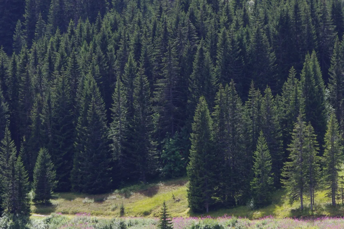 Top 10 Forests In Pakistan – Location, Area Covered, Types 7 Top 10 Forests In Pakistan - Location, Area Covered, Types - Pakistan Tour n Travel