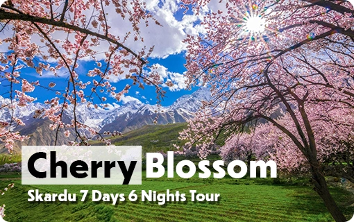 Cherry Blossom Tour Skardu tour packages by air from Islamabad Cherry Blossom Tour Skardu tour packages by air from Islamabad