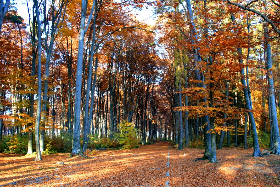 Top 10 Forests In Pakistan – Location, Area Covered, Types 3 Top 10 Forests In Pakistan - Location, Area Covered, Types - Pakistan Tour n Travel